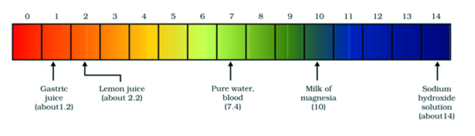 Chapter - 2: Acids, Bases and Salts - The Gravity